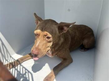 Rescue Pit Bull Terrier and Mixed Breed Dogs for Adoption in Houston, Texas - A642828 | PetCurious