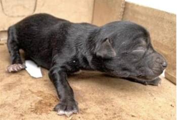 Pit Bull Terrier Dogs Available for Adoption in Houston, Texas - A654951 | PetCurious