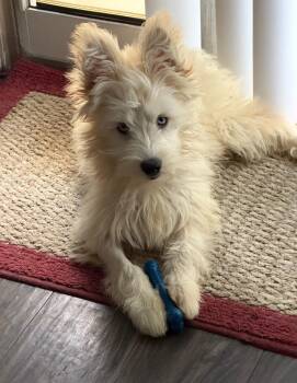 Rosie -  Terrier and Poodle Dog for Adoption - Rosie | PetCurious