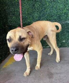 61239546 -  Pit Bull Terrier and Mixed Breed Dog for Adoption in El Paso, Texas - 61239546 | PetCurious