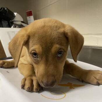 Doberman Pinscher Dogs Available for Adoption in San Antonio, Texas - C-3PO | PetCurious