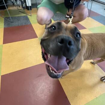Bjork -  Mixed Breed Dog for Adoption in Philadelphia, Pennsylvania - Bjork | PetCurious