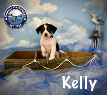 Kelly -  Rat Terrier Dog for Adoption in Arcadia, Florida - Kelly | PetCurious