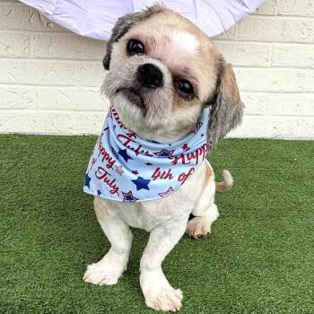 Gizmo -  Shih Tzu Dog for Adoption in Helena, Alabama - Gizmo | PetCurious