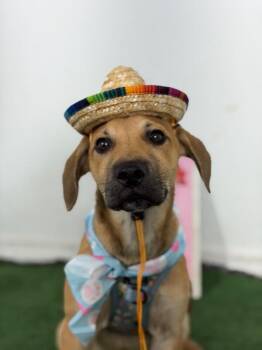 Salomon-One of our Amazing Rescue Dogs -  Rhodesian Ridgeback and Redbone Coonhound Dog for Adoption in Carlsbad, California - Salomon-One Of Our Amazing Rescue Dogs | PetCurious