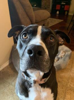 Rescue Pit Bull Terrier Dogs for Adoption in Dallas, Texas - Halo AKA Carson NKA Duke - Foster Fail | PetCurious