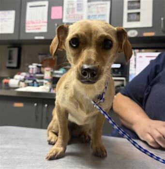 LADYBUG- PENDING ADOPTION -  Dachshund and Mixed Breed Dog for Adoption in Redlands, California - LADYBUG- PENDING ADOPTION | PetCurious