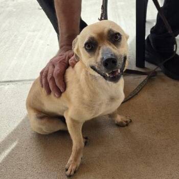 Chihuahua and Mixed Breed Dogs Available for Adoption in Raleigh, North Carolina - Roscoe | PetCurious