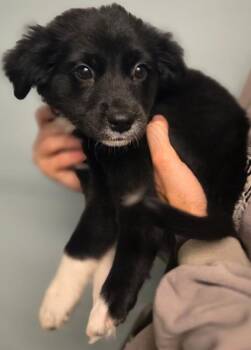 Gabriella -  Flat Coated Retriever and Mixed Breed Dog for Adoption in Aiken, South Carolina - Gabriella | PetCurious