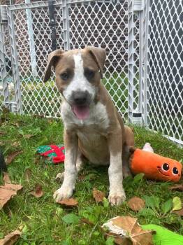 Aggie -  Retriever and Coonhound Dog for Adoption in Louisa, Virginia - Aggie | PetCurious