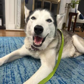 Ava -  Mixed Breed Dog for Adoption in Houston, Texas - Ava | PetCurious