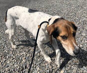 Hound Dogs Available for Adoption in Cortland, New York - Addie | PetCurious