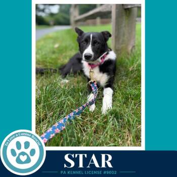 Star (Blue