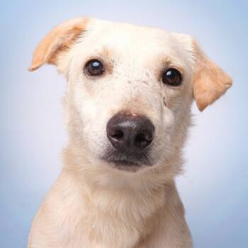 Rescue Mixed Breed Dogs for Adoption in Guaynabo, Guaynabo - Shaco C | PetCurious