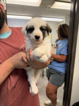 German Shepherd Dog and Mixed Breed Dogs Available for Adoption in Bowling Green, Kentucky - Idaho | PetCurious