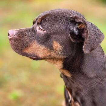 Rocky-Available Soon! -  Mixed Breed Dog for Adoption in Conway, New Hampshire - Rocky-Available Soon! | PetCurious