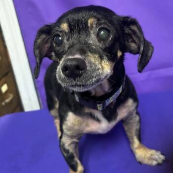 Flip Flop -  Terrier and Mixed Breed Dog for Adoption in North Myrtle Beach, South Carolina - Flip Flop | PetCurious