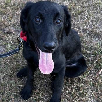 Rescue Retriever Dogs for Adoption in Fairhope, Alabama - Flower | PetCurious