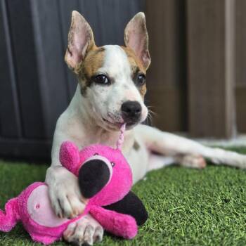 Jelly -  Mixed Breed Dog for Adoption in Bradenton, Florida - Jelly | PetCurious