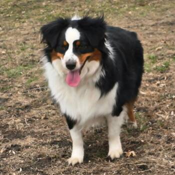 Copper -  Australian Shepherd Dog for Adoption in Ada, Minnesota - Copper | PetCurious