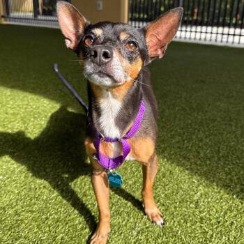 Papi -  Chihuahua Dog for Adoption in West Palm Beach, Florida - Papi | PetCurious