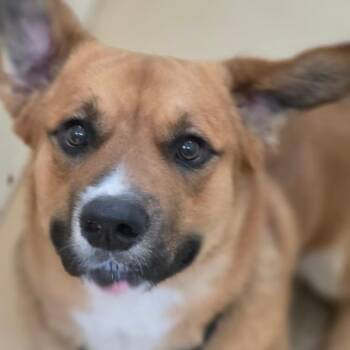 Melo - Costa Mesa Location -  Corgi and Mixed Breed Dog for Adoption in Chino Hills, California - Melo - Costa Mesa Location | PetCurious