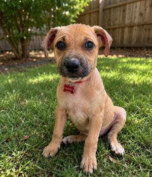 Caramella a.k.a. Caramel -  Labrador Retriever and Black Mouth Cur Dog for Adoption in Houston, Texas - Caramella A.k.a. Caramel | PetCurious