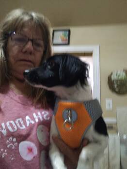 Luca -  Papillon and Cocker Spaniel Dog for Adoption in Garland, Texas - Luca | PetCurious