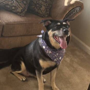 Rescue Black Labrador Retriever and Boxer Dogs for Adoption in Philadelphia, Pennsylvania - Georgina | PetCurious