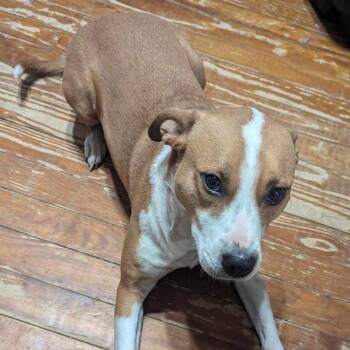 Boxer Dogs Available for Adoption - Sookie | PetCurious