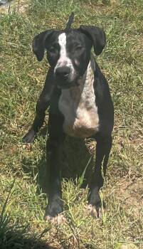Rolo -  Hound Dog for Adoption in Pryor, Oklahoma - Rolo | PetCurious