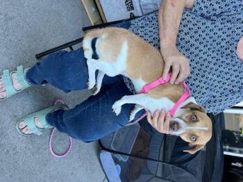 Rescue Chihuahua and Beagle Dogs for Adoption in Deming, New Mexico - Taya | PetCurious