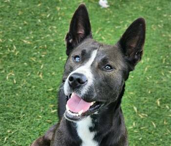 LUEY -  Australian Cattle Dog Blue Heeler and Mixed Breed Dog for Adoption in Antioch, California - LUEY | PetCurious