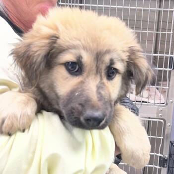Shepherd and Great Pyrenees Dogs Available for Adoption in Maynardville, Tennessee - Vinnie | PetCurious