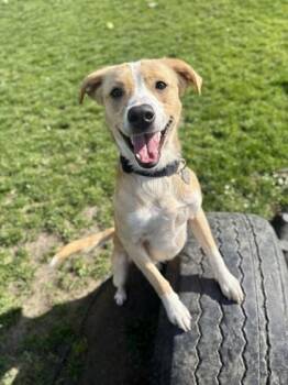 Mixed Breed Dogs Available for Adoption - Taco | PetCurious