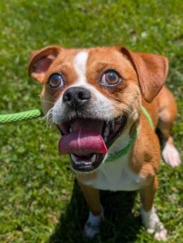 Rescue Chihuahua Dogs for Adoption in Lafayette, New Jersey - Tony | PetCurious