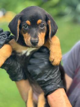 Olive -  Beagle and German Shorthaired Pointer Dog for Adoption in Effingham, Illinois - Olive | PetCurious