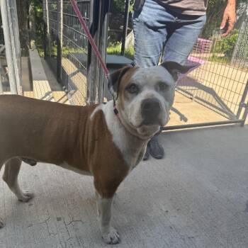 Pit Bull Terrier Dogs Available for Adoption in Columbus, North Carolina - Triton | PetCurious