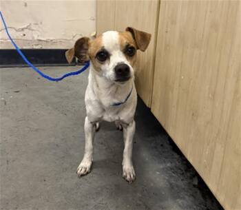 Chihuahua and Mixed Breed Dogs Available for Adoption in Camarillo, California - SCOTTY | PetCurious