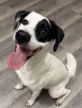 Jelly Bean -  Labrador Retriever and Pointer Dog for Adoption in Pilot Point, Texas - Jelly Bean | PetCurious