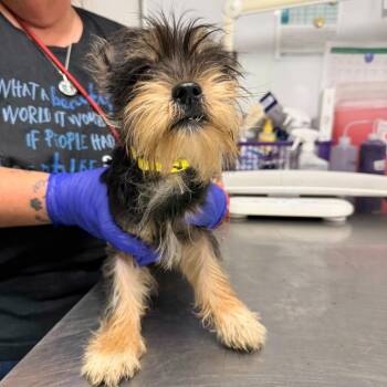 Graham -  Yorkshire Terrier Dog for Adoption in Trenton, New Jersey - Graham | PetCurious
