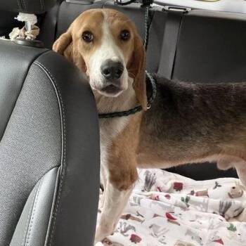 Turkey -  Mixed Breed Dog for Adoption in Marshall, Virginia - Turkey | PetCurious