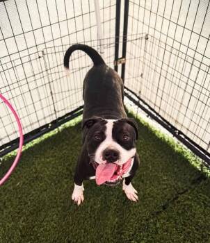 Rescue American Bulldog Dogs for Adoption in Suffolk, Virginia - Cannon | PetCurious