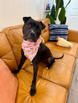 Vixen Doll the Pocket Pittie Cutie -  Pit Bull Terrier Dog for Adoption in Friendswood, Texas - Vixen Doll The Pocket Pittie Cutie | PetCurious
