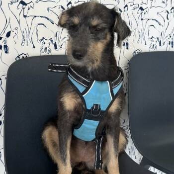 Rescue Terrier and Mixed Breed Dogs for Adoption in San Diego, California - Frederica | PetCurious