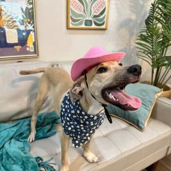 Latte Bean the Dancing Queen -  Labrador Retriever and Hound Dog for Adoption in Friendswood, Texas - Latte Bean The Dancing Queen | PetCurious