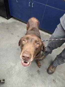 Labrador Retriever and Mixed Breed Dogs Available for Adoption - 3807B Buck | PetCurious