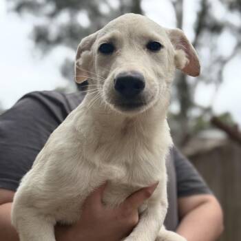 Courage -  Great Pyrenees Dog for Adoption in Sonoma, California - Courage | PetCurious