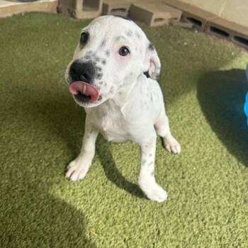 Top Chef 1072 -  Mixed Breed Dog for Adoption in Loxahatchee Groves, Florida - Top Chef 1072 | PetCurious