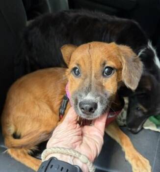 Pup Juju Bee -  Spaniel Dog for Adoption in Washington, District Of Columbia - Pup Juju Bee | PetCurious